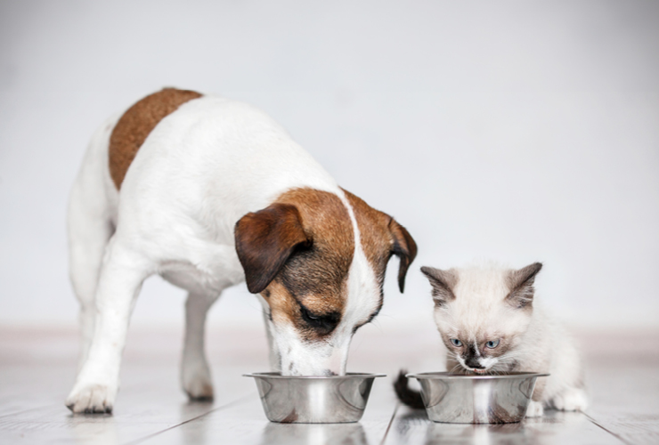 Vegane Tiernahrung bei Velivery Fur deinen tierischen Freund